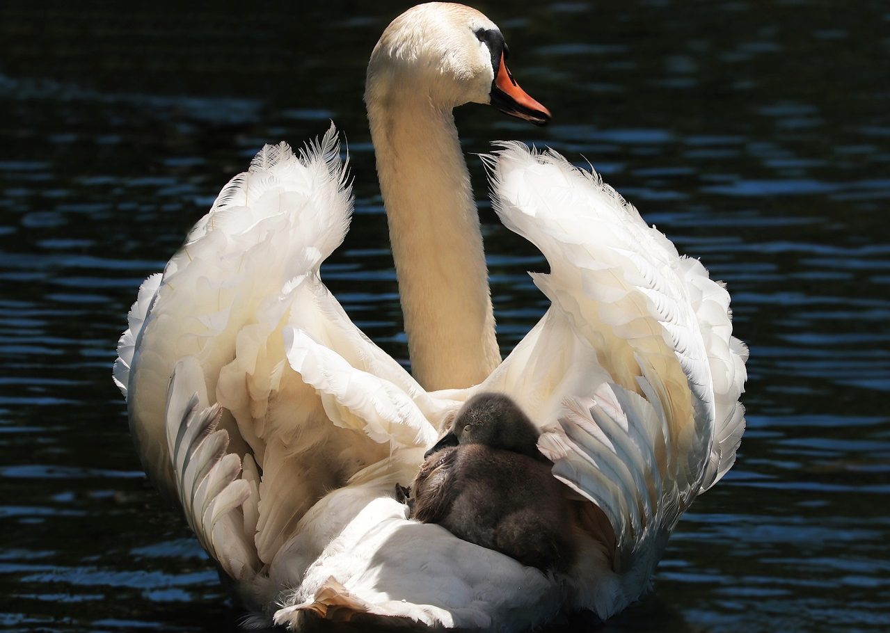 swan, baby swan, white-2494986.jpg